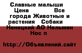 Славные малыши! › Цена ­ 10 000 - Все города Животные и растения » Собаки   . Ненецкий АО,Нельмин Нос п.